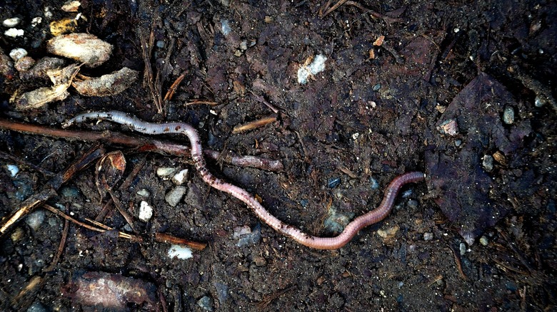 Are Birds A Natural Pest Control Option For Jumping Worms In Your Garden?