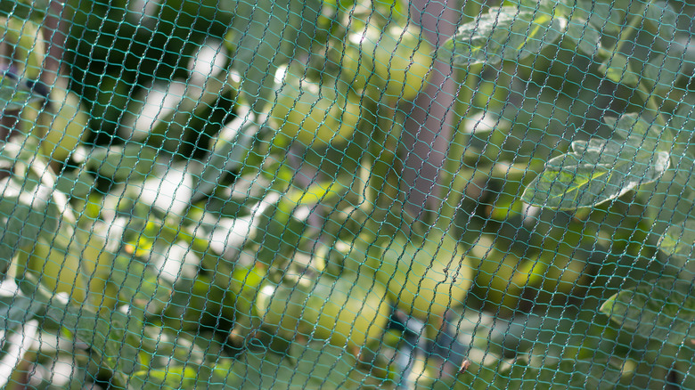 bird netting over produce