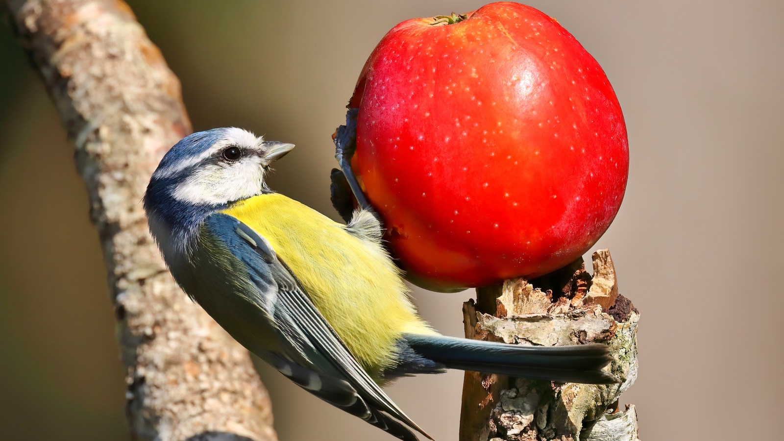 Are Birds Feasting On Your Apple Tree? Here&rsquo;s How To Stop Them