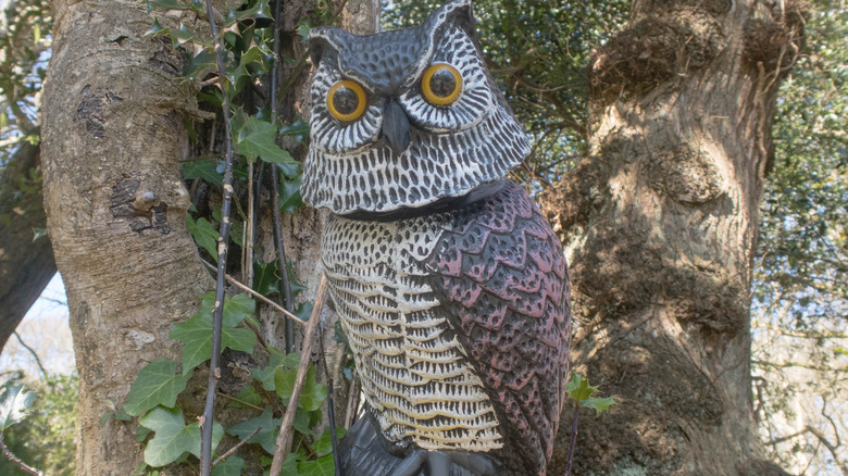 decoy owl in tree