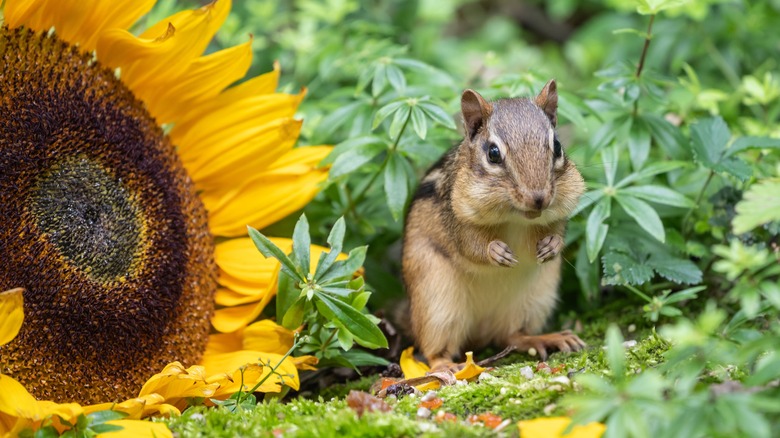 Chipmunk chewing near sunflower