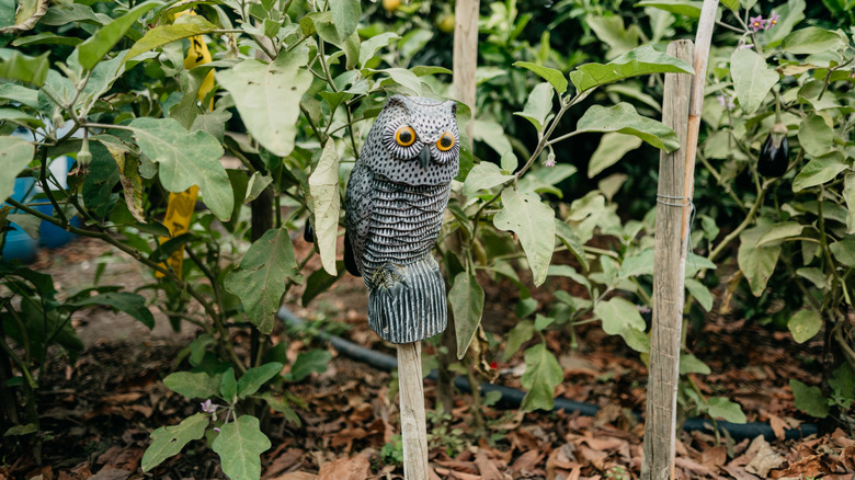 fake owl in a garden