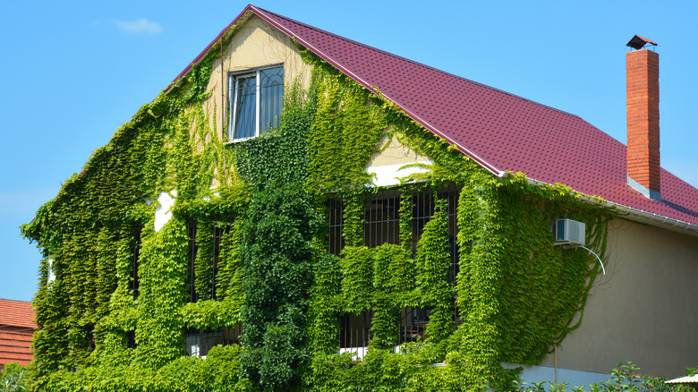 House overrun with vines