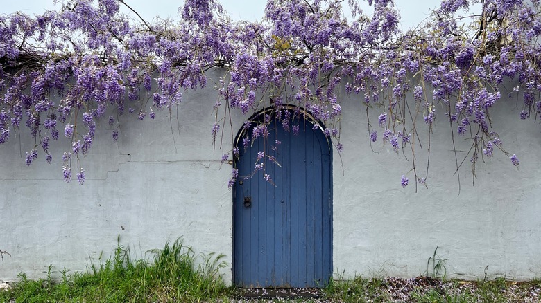 Purple wisteria above blue door