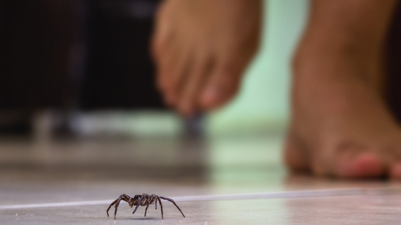 Spider on the floor of a home