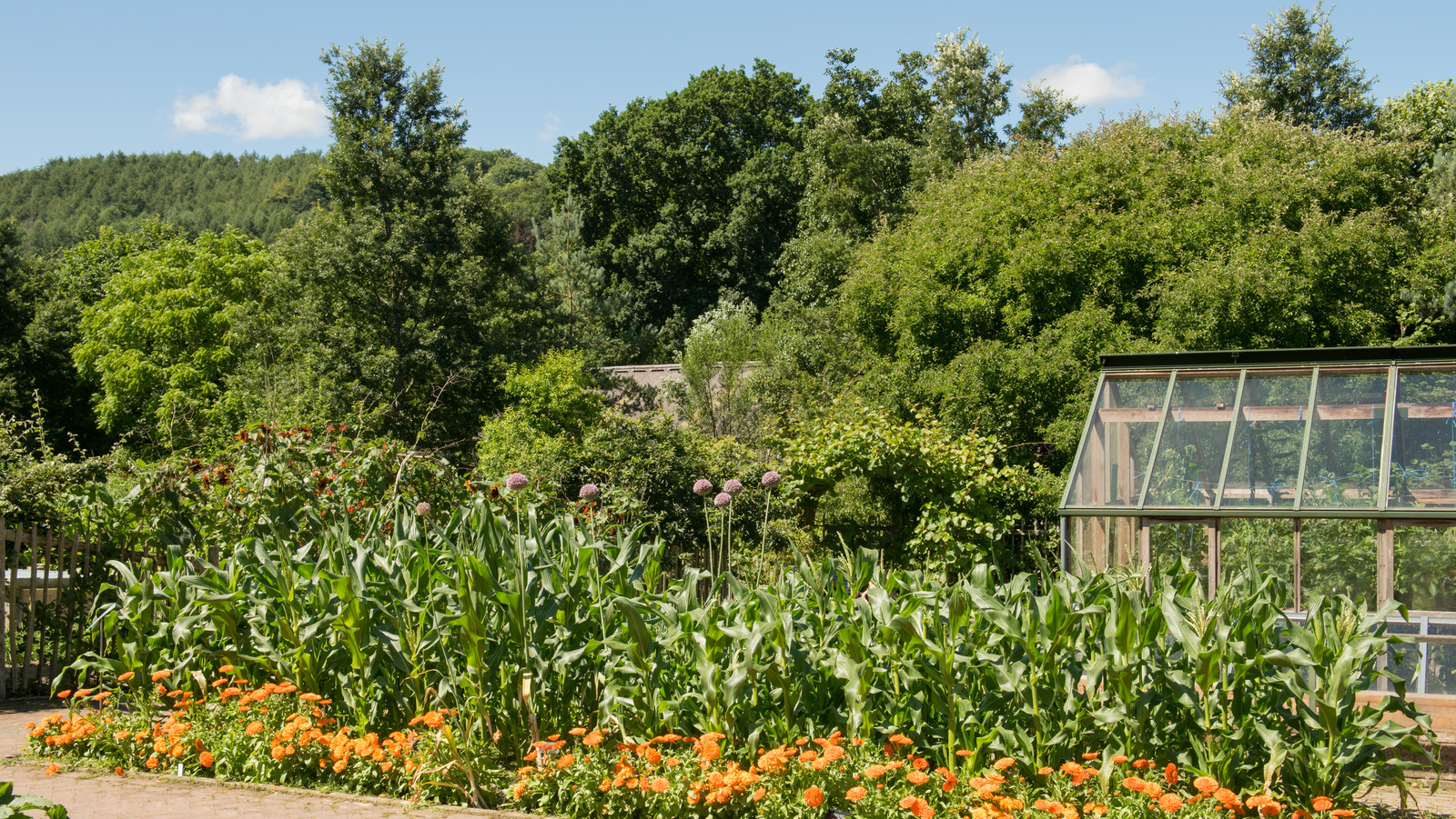 Blundering Gardener: Garlic farm experience shows contrast between