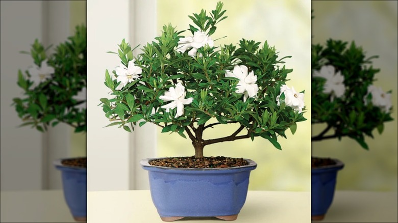 Costco's gardenia bonsai tree