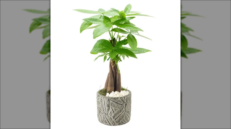 Costco's bonsai money tree