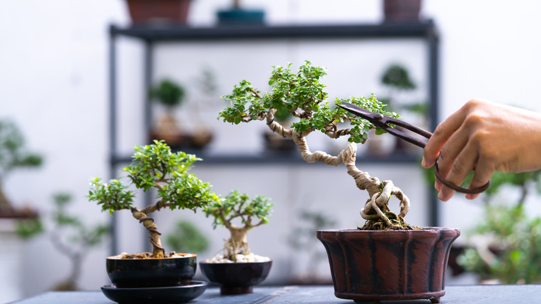 A person pruning a bonsai tree next to two smaller ones