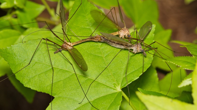 Crane flies on leaf