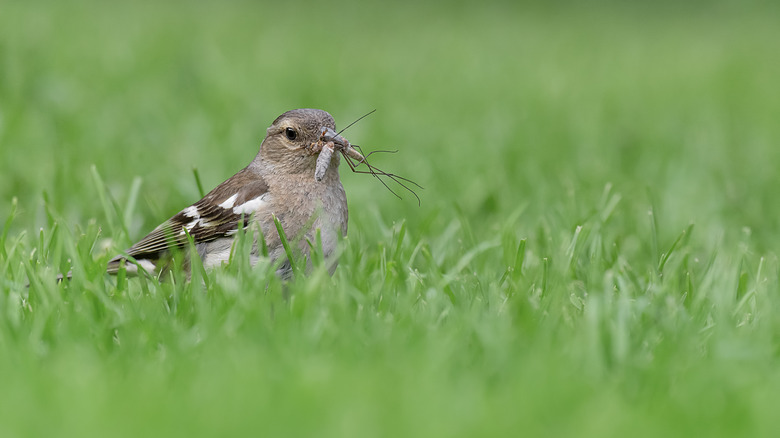 Bird with crane fly in beak