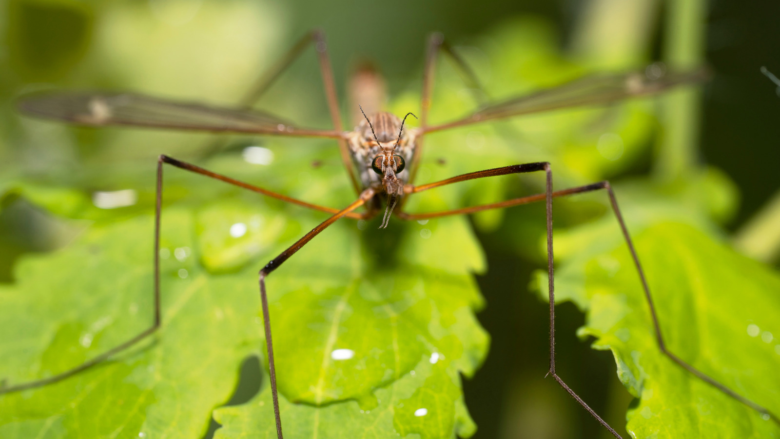 Are Crane Flies Really Keeping Mosquitos Out Of Your Yard? Here's What ...