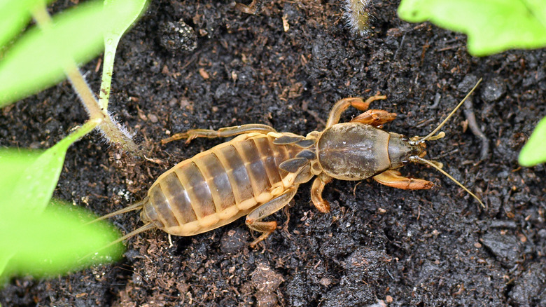 Mole cricket in garden