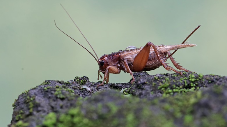 Field cricket on rock