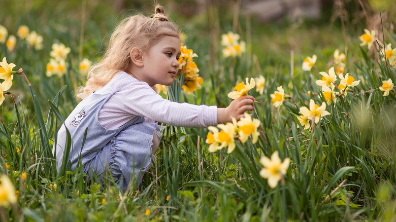 Child picking daffodils in yard