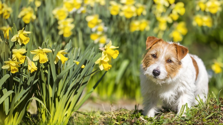 Dog sitting near daffodils