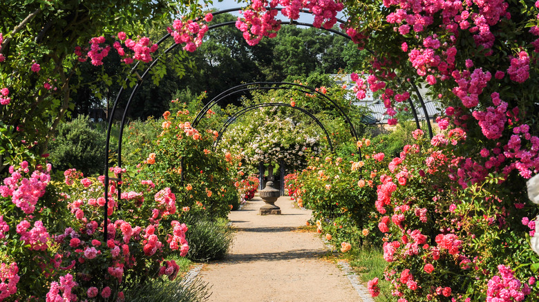 climbing roses on arch