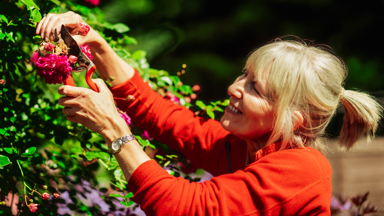 woman pruning climbing roses