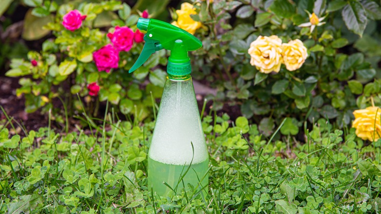 unlabeled spray bottle by roses