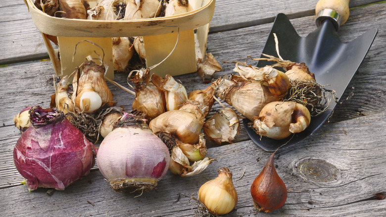 fall planted bulbs