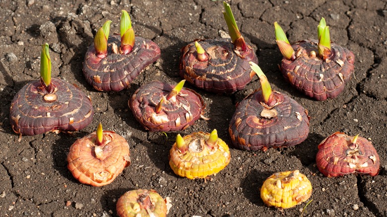 gladiolus bulbs