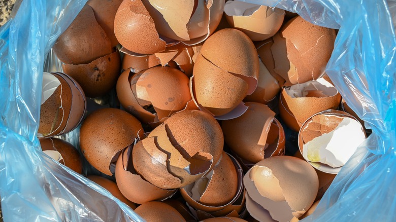 eggshells in a bag