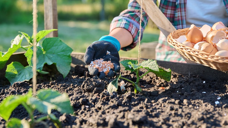 adding eggshells to the garden