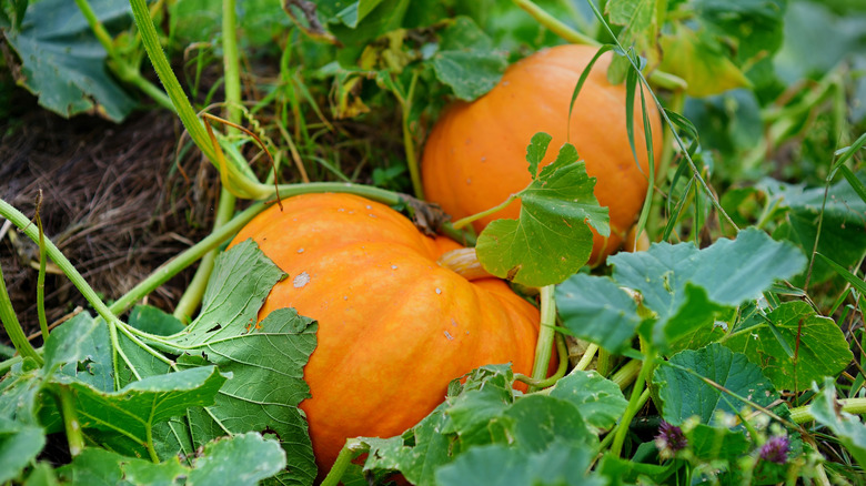 pumpkins growing in garden