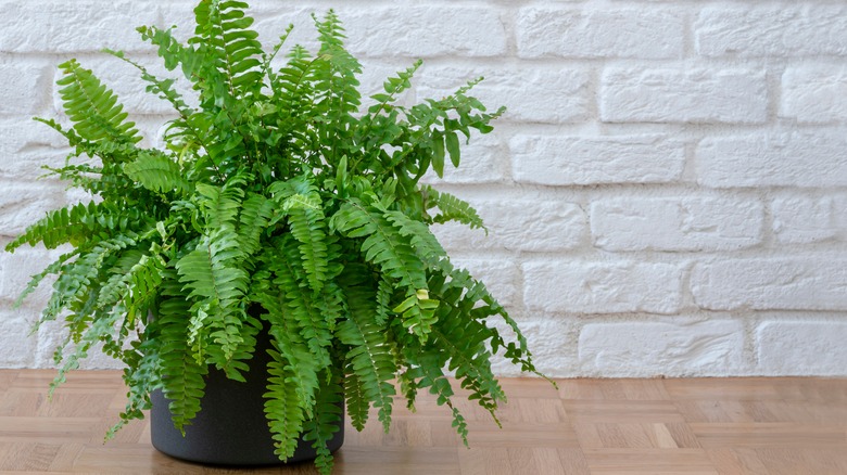 large fern in black pot