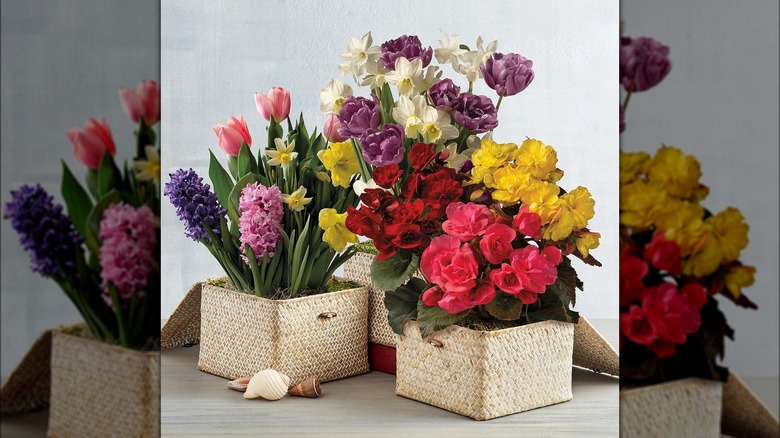 Flower bulb assortments in planters