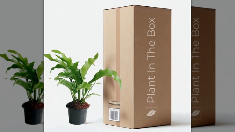 Bird's Nest Fern shipping box