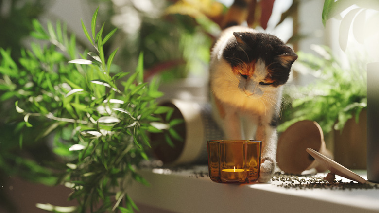 curious calico cat beside knocked over plant vase nudging candle holder to the edge of window sill