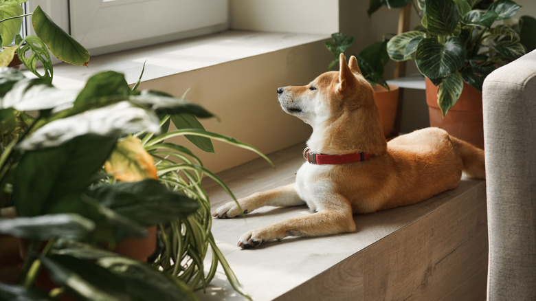 dog sitting on window sill beside potted plants and looking out of window