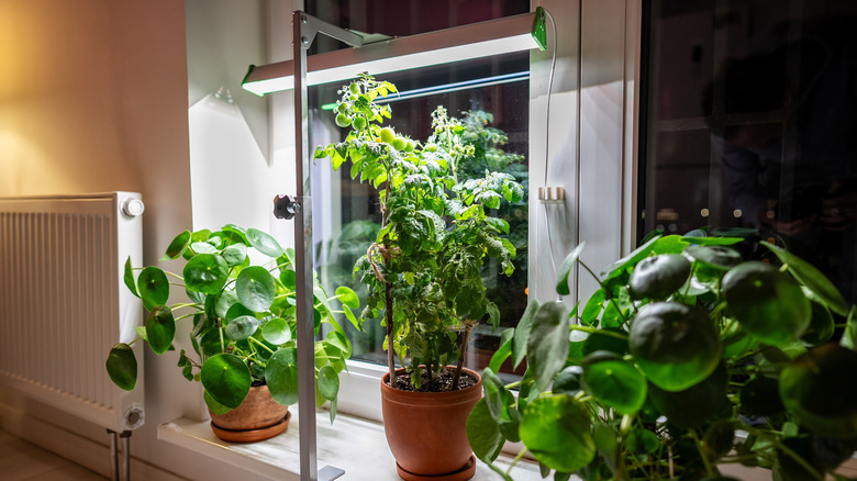 three potted plants on window sill under single grow light