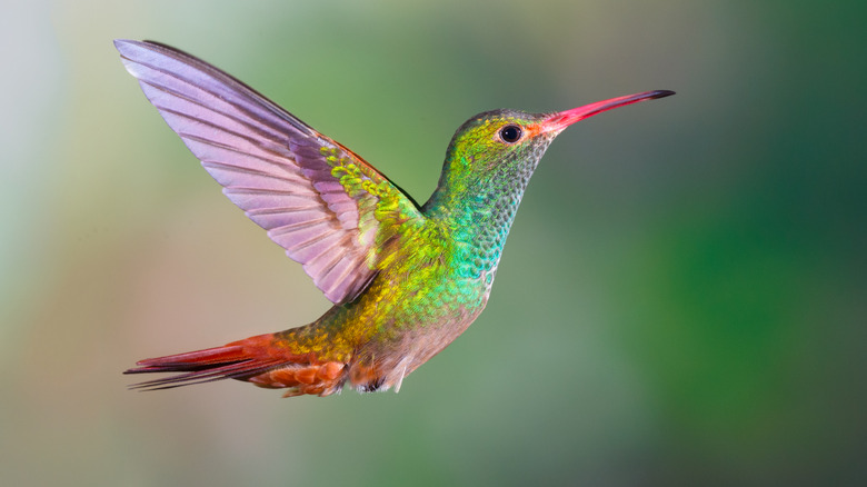 Rufuous hummingbird in flight