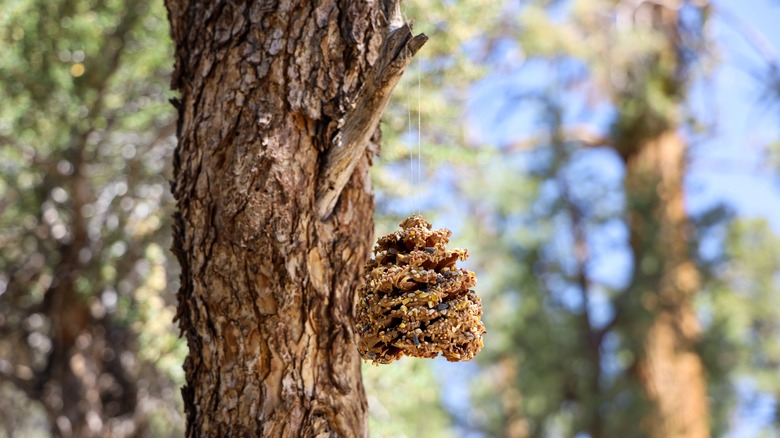 Peanut butter on pinecone feeder