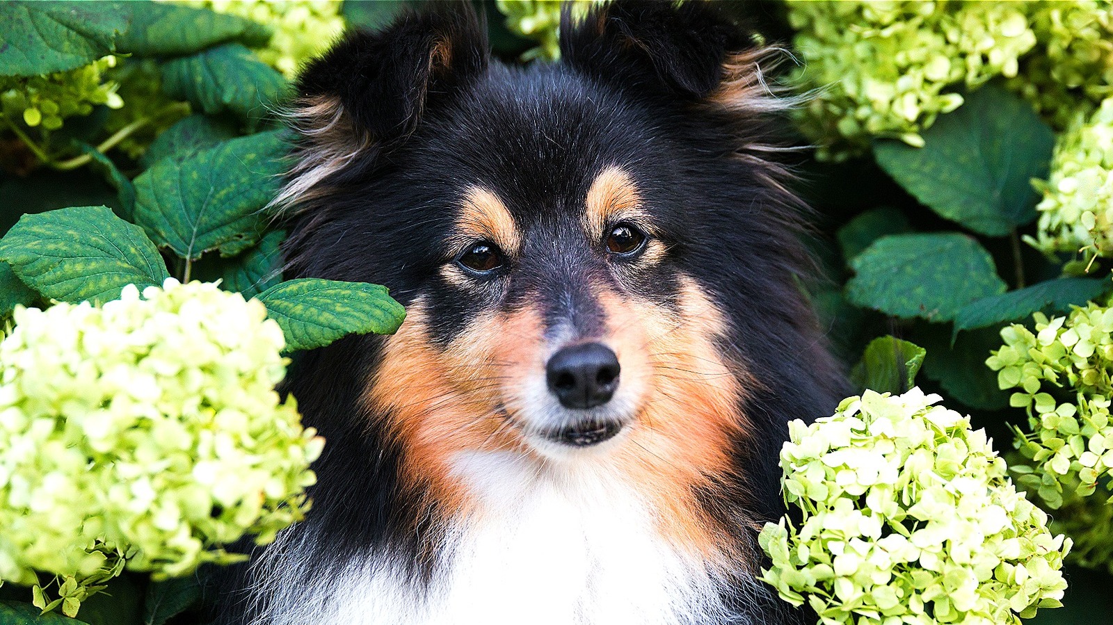 Hydrangea bad for sales dogs