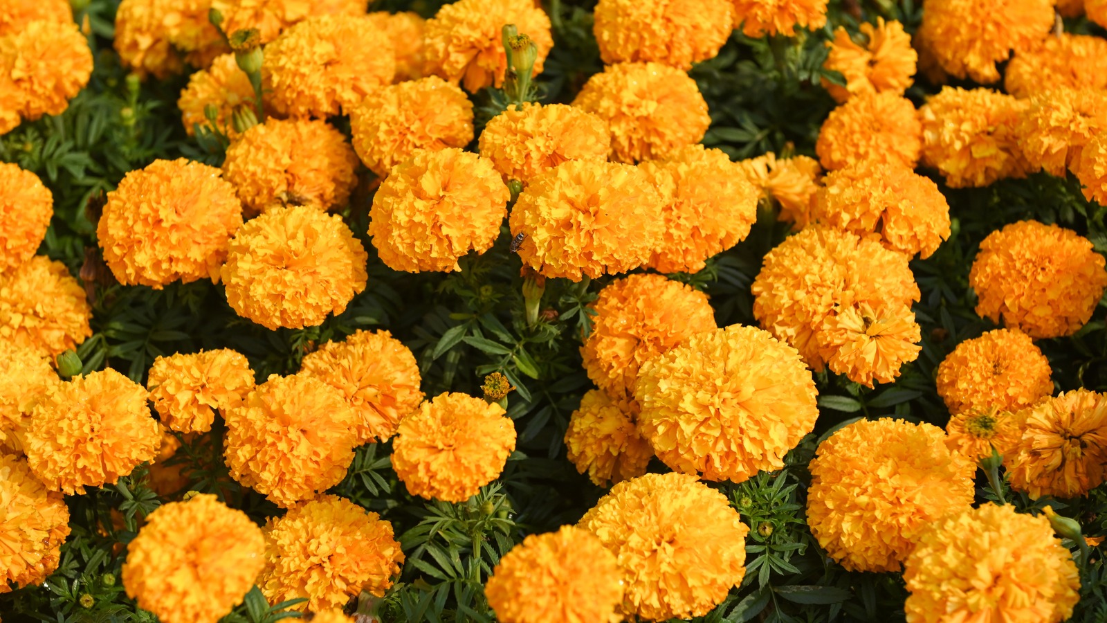 Are Marigolds A Good Companion Plant For Peppers?