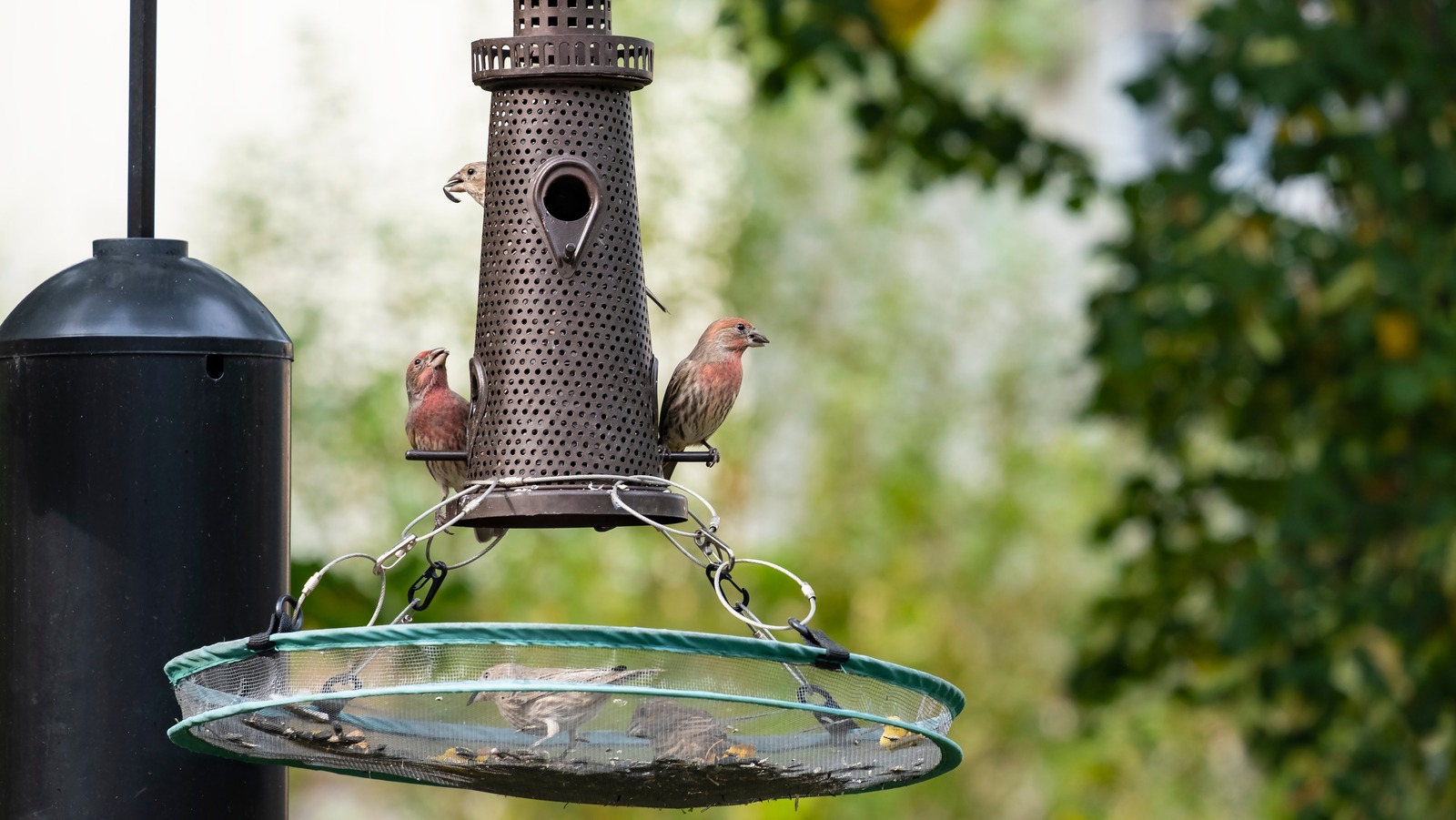 Metal Bird Feeders at