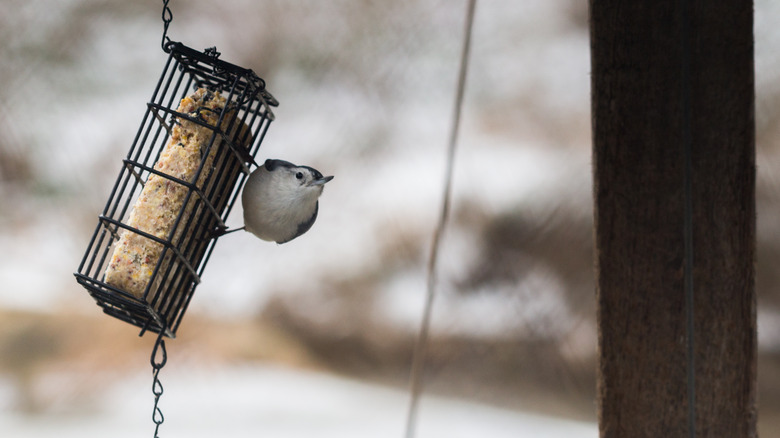 Bird hanging off metal cage feeder