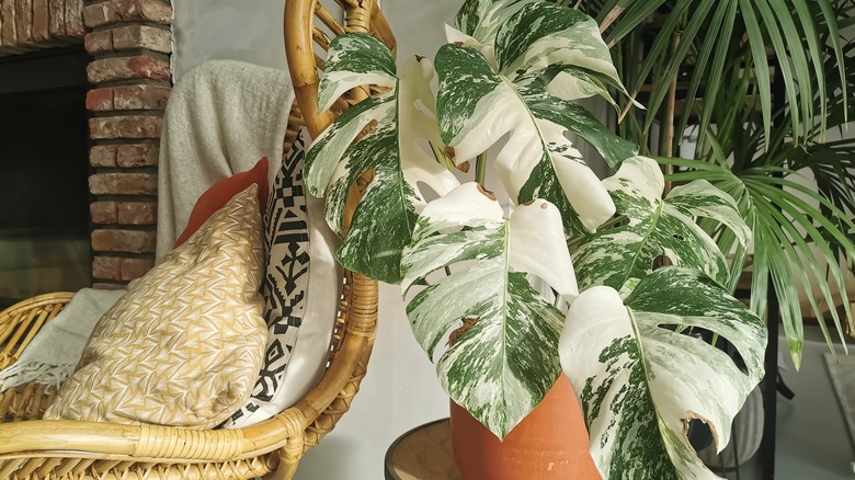 variegated monstera in pot