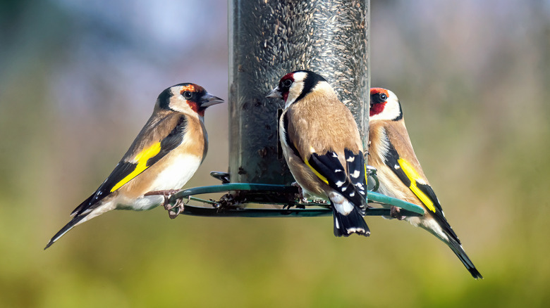 Birds around a Nyjer feeder