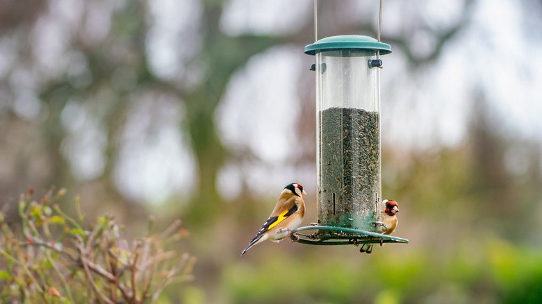 Birds on a Nyjer feeder