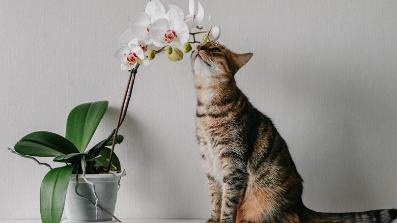 A cat sniffling a white, potted orchid indoors