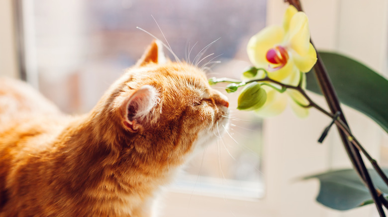 An orange cat smelling a yellow orchid flower