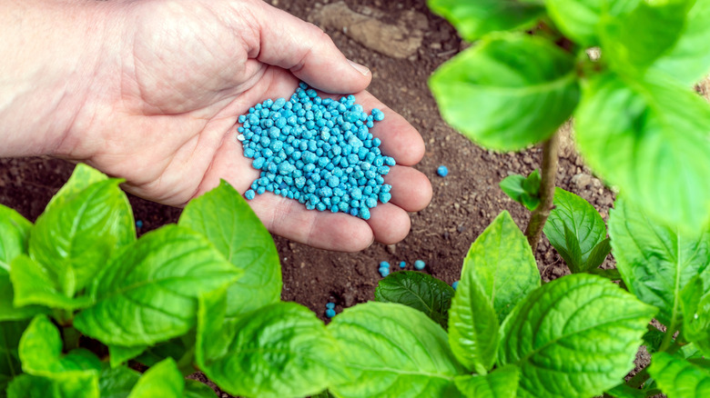 A hand holding blue granulated fertilizer above garden plants