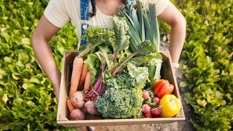 person holding crate of colorful vegetables in a garden