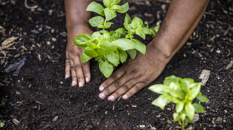 Hands planting a green plant