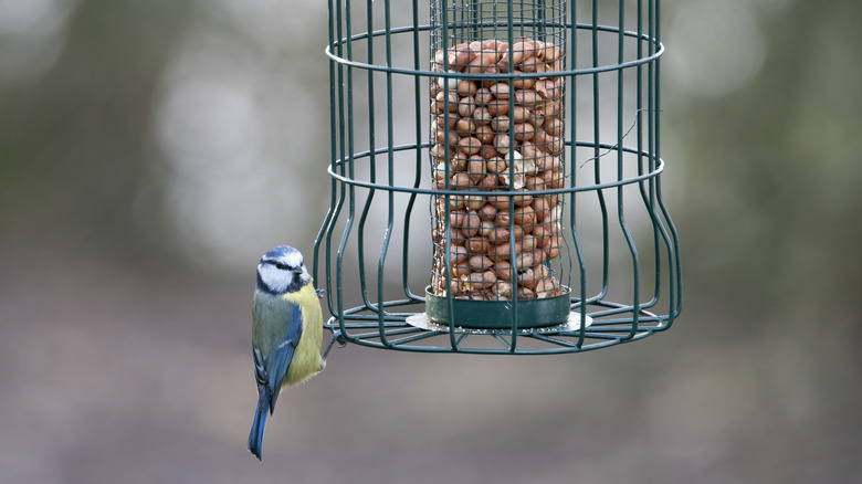 Squirrel-proof bird feeder with peanuts