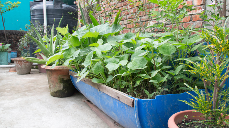 pumpkin growing in plastic drum